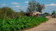 Борщевик больше не считается признаком заброшенности земли