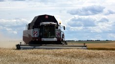 В Челябинской области обмолотили четверть посевов озимых
