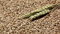 Субсидии в размере более 43 млн рублей получили нижегородские сельскохозяйственные потребительские кооперативы в 2025 году