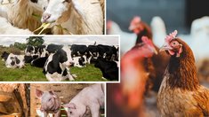 В сельхозорганизациях Ярославской области увеличилось поголовье крупного рогатого скота