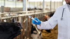 Правительство РФ направит до 2 млрд рублей на оснащение научных центров по разработке ветвакцин