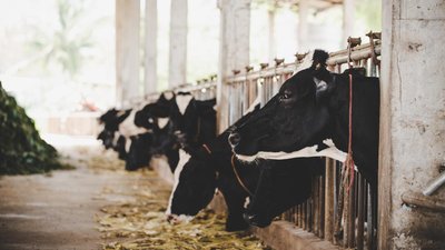 В сельхозорганизациях Удмуртии суточный надой молока вырос на 8,9% 
