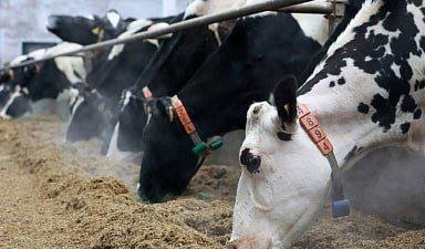 Минсельхоз России усилит поддержку экспорта молочной продукции