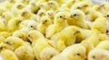 В Липецкой области продолжается рост производства продукции животноводства