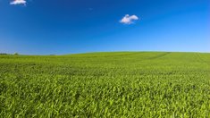 Лут: 97% посевов озимых в России в хорошем и удовлетворительном состоянии