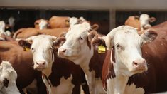 В Саратовской области обсудили развитие племенного животноводства