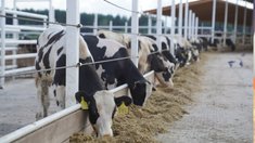 За первый квартал аграрии Ивановской области нарастили объемы производства животноводческой продукции