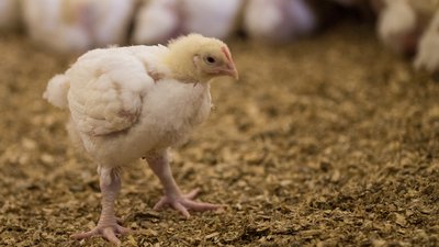 Работу предприятий сферы АПК Шекснинского района оценил заместитель Губернатора Вологодской области