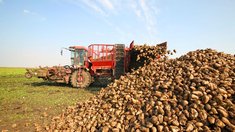 В Краснодарском крае накопано 758,6 тыс. т сахарной свеклы