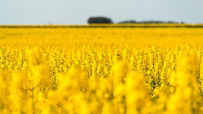 Производители масличных культур Кузбасса получили 55 млн рублей субсидий