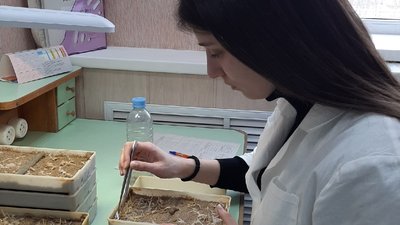 В Вологодской области приступили к проверке посевных качеств семян яровых зерновых и зернобобовых культур