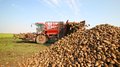 В Краснодарском крае накопано 758,6 тыс. т сахарной свеклы
