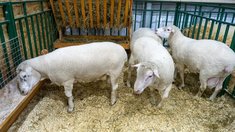 За 2025 год в Саратовской области произвели 13,7 тыс. т баранины и 450 т шерсти