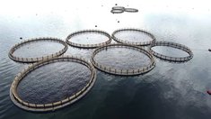 Объем производства продукции аквакультуры в Вологодской области вырос на 20%