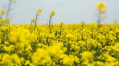 В Забайкальском крае в разгаре уборочная кампания