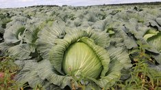 Аграрии Ивановской области убирают урожай и готовятся к народной ярмарке «День урожая»