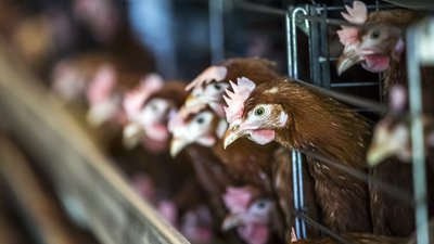 В Калининградской области рассмотрели вопросы совершенствования системы ветеринарной безопасности