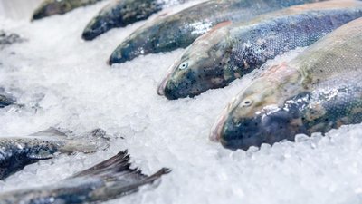 Экспорт замороженной и охлажденной рыбы из России вырос на 71% за десять лет