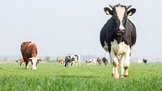 Объём реализации молока в сельхозорганизациях вырос на 2,3%