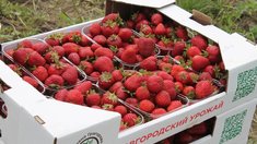 В Новгородской области аграрии собирают первый урожай клубники