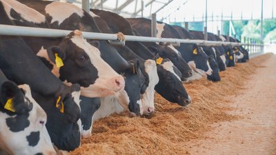 Производство молока в Ивановской области выросло на 3,9% за восемь месяцев