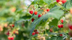 В России растет производство ягод