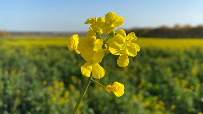 Иркутская область в четыре раза увеличила экспорт масличных культур в рамках нацпроекта «Международная кооперация и экспорт»