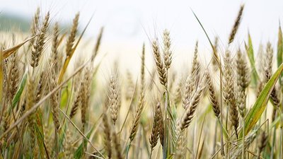 Выделенные донскому агропрому 8,7 млрд рублей направлены на развитие отрасли