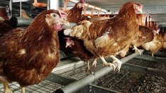 Поголовье птицы в фермерских хозяйствах Ставрополья выросло на 40%
