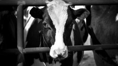 В Краснодарском крае увеличилось производство молока