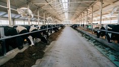 В Чувашии производство скота и птицы за семь месяцев выросло на 11,5%