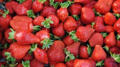 Сбор садовой земляники начался в Липецкой области