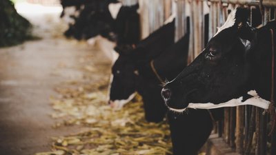В Красноярском крае среднесуточный удой молока на корову вырос на 16,7%