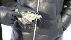 В Липецкой области проверили состояние озимых культур