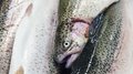 Северная Осетия увеличила выпуск товарной рыбы до 7,3 тыс. тонн за девять месяцев