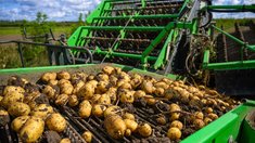 В Подмосковье построят производство по глубокой переработке картофеля мощностью до 4 тонн в час