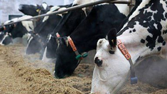 Объём реализации молока в сельхозорганизациях вырос на 6,2%