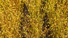 Валовой сбор льноволокна в Ярославской области вырос почти на 59%