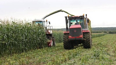 В Вологодской области планируют увеличить площадь для выращивания кукурузы