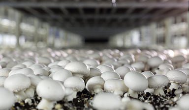 Производство культивируемых грибов в России достигло рекордного показателя