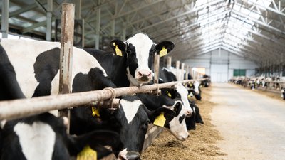 Аграрии Ивановской области получили уже 60% федеральных средств «объединенной» субсидии