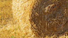 В Ивановской области заготовлено 237 тыс. т грубых и сочных кормов
