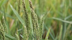 Реализация концессионного соглашения позволит увеличить площади под рисом в Астраханской области в шесть раз