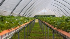 Площади ягодных насаждений в Подмосковье выросли до 553 га