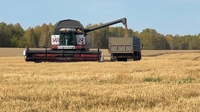 Томские аграрии убрали почти 69% зерновых