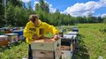 В Томской области пчеловоды с растениеводами повышают урожай гречихи и производство меда