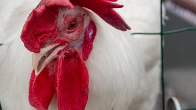 В мордовских сельхозорганизациях производство скота и птицы на убой выросло на 5,3%