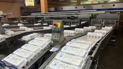 Кузбасс лидирует по производству куриного яйца в Сибири