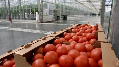 В тепличном комплексе «Курский» за год вырастят около 5 тыс. тонн томатов