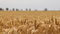 Сбор зерна в РФ в 2025 году превысил 141 млн т — Росстат